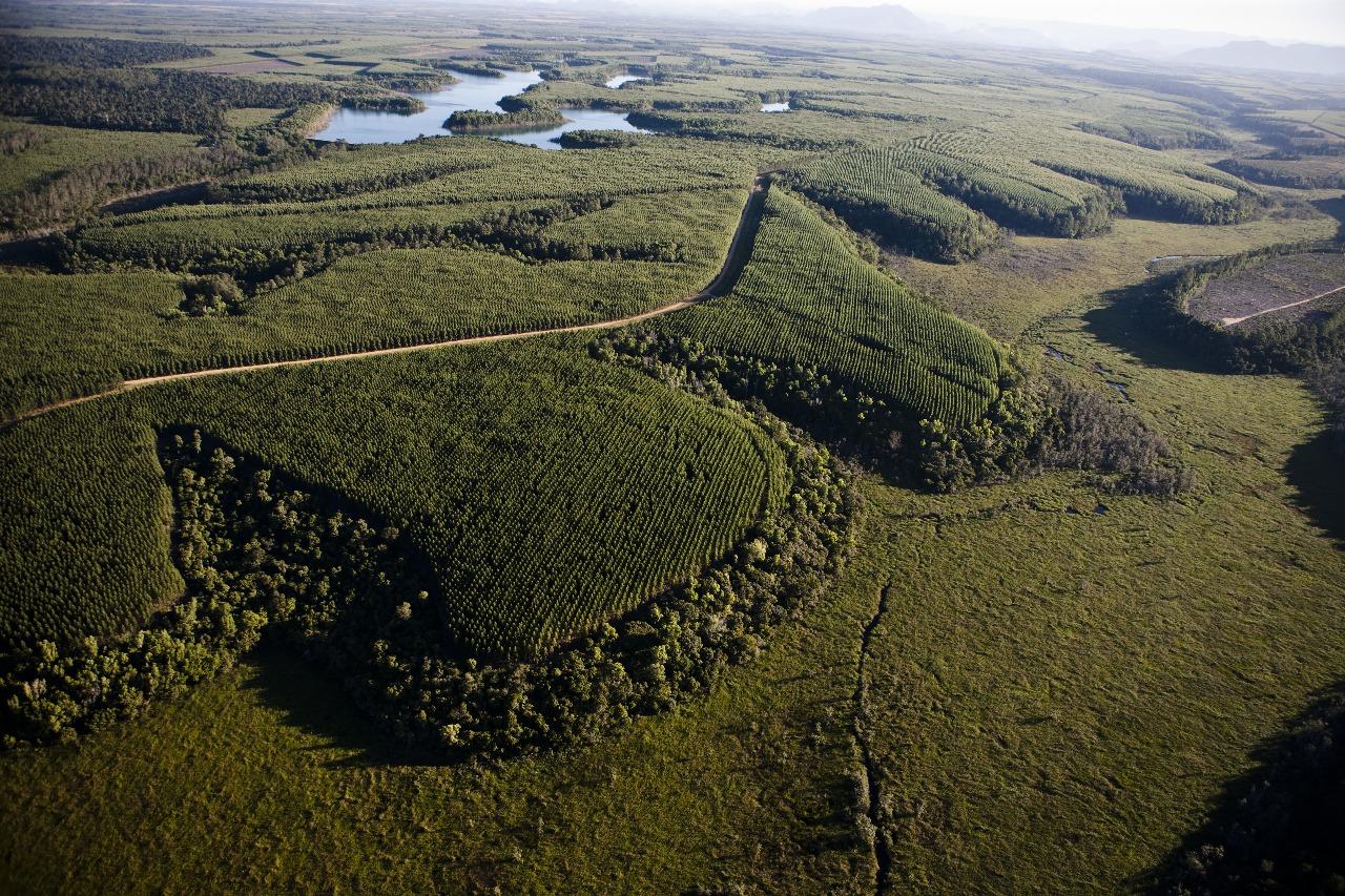 Suzano conecta mais de 100 mil hectares de florestas em 2024